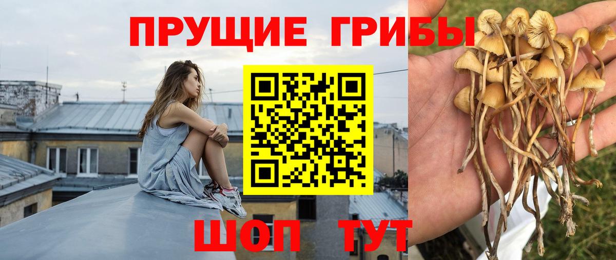 Галлюциногенные грибы Cubensis  Псилоцибиновые грибы ЛСД  Вход с VPN  Янаул 
